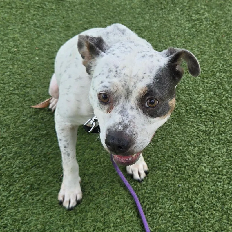 An adult medium-sized female White / Cream Terrier dog named Chiclet for adoption in Chattanooga, TN