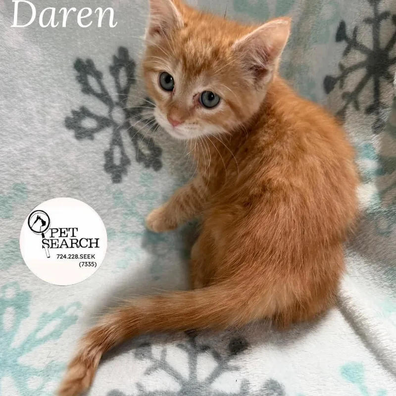 A baby small-sized male Orange / Red Domestic Short Hair cat named Daren for adoption in Washington, PA