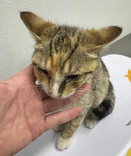 A baby small-sized female Domestic Short Hair cat named Ethel for adoption in West Chester, PA