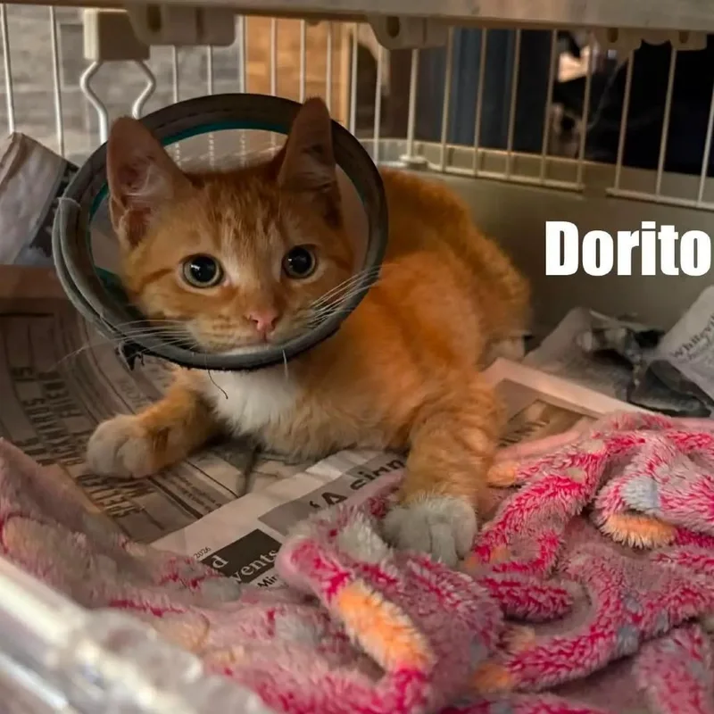 A baby small-sized male Orange / Red Domestic Short Hair cat named Dorito for adoption in Washington, DC