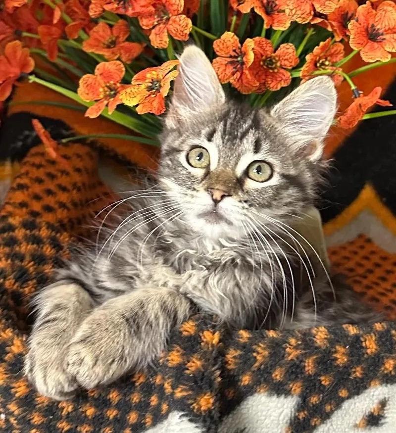 A baby small-sized female Domestic Short Hair cat named Dess for adoption in Stillwater, OK