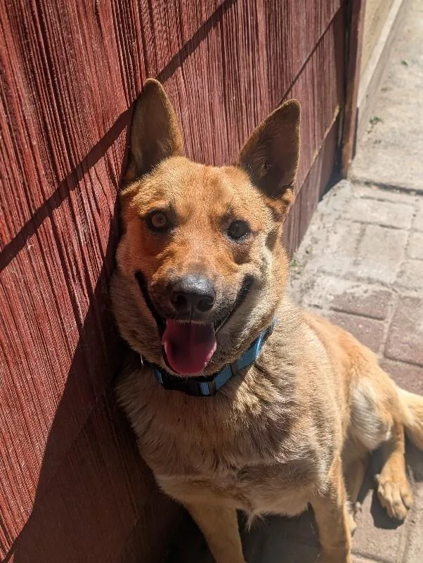 An adult medium-sized male Yellow / Tan / Blond / Fawn German Shepherd Dog dog named Milo for adoption in renton, WA