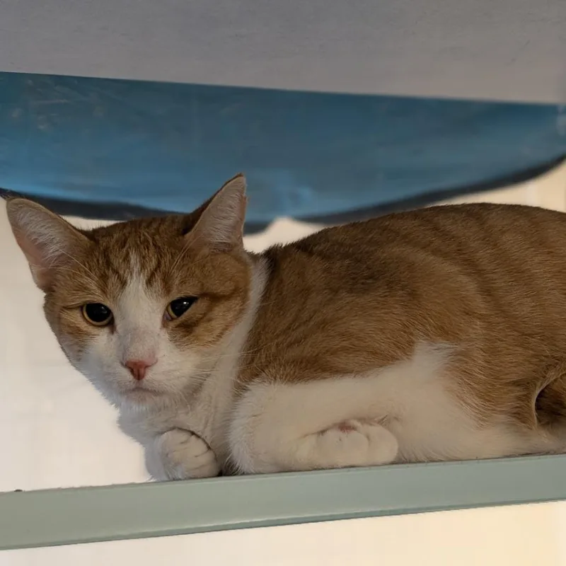An adult large-sized male Orange / Red Domestic Short Hair cat named Leo for adoption in Buchanan Dam, TX
