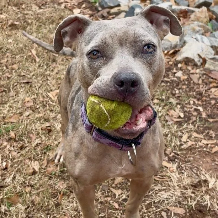 Juno Summer thumbnail 2