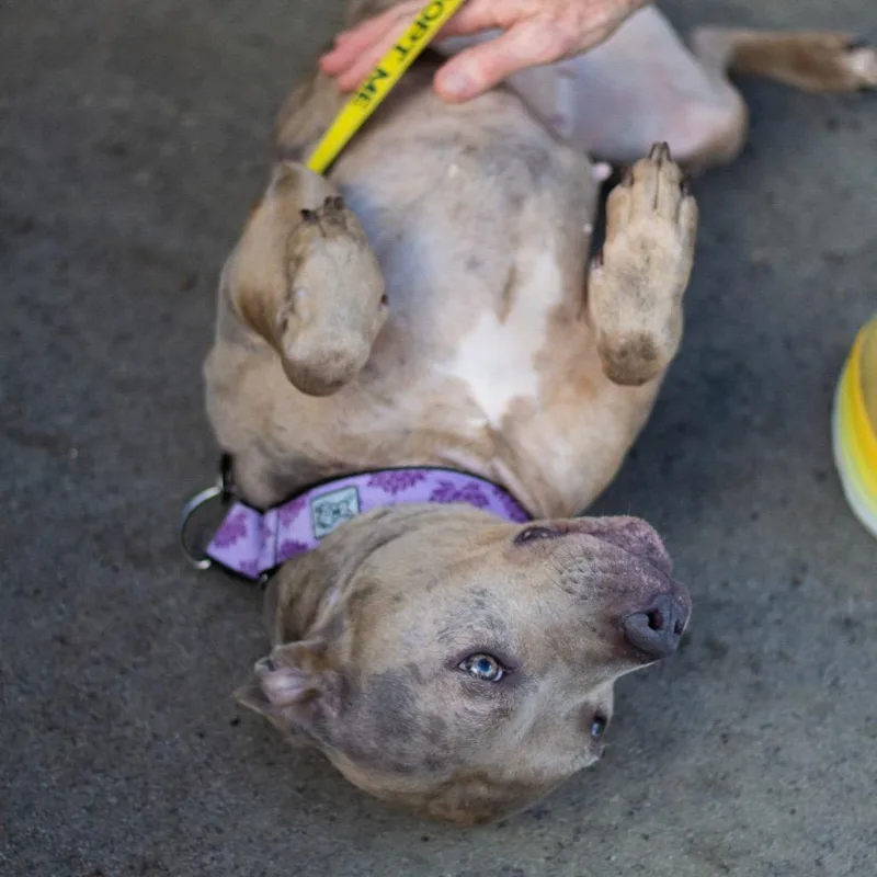 Juno Summer thumbnail 3