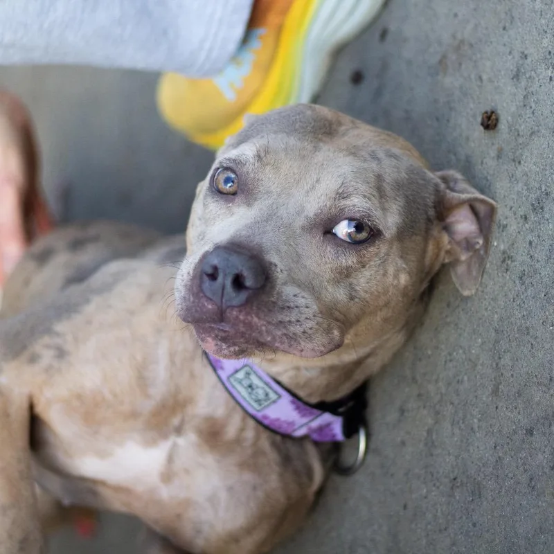 Juno Summer thumbnail 4