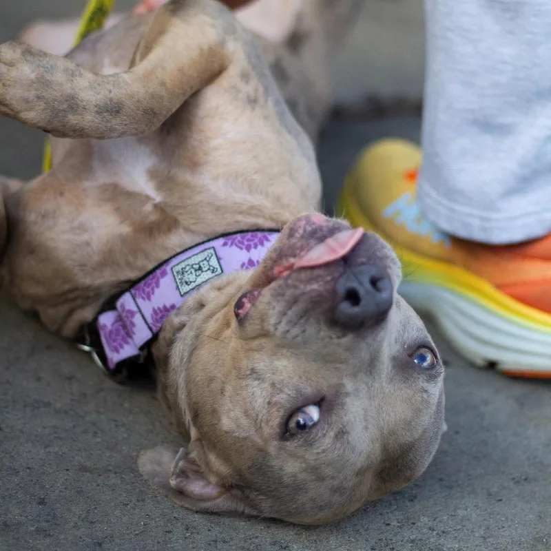 Juno Summer thumbnail 5