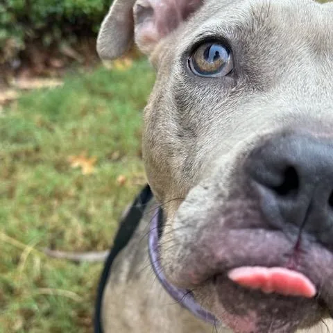 Juno Summer thumbnail 6