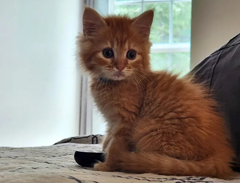 A baby small-sized male Domestic Medium Hair cat named Erie for adoption in Newnan, GA