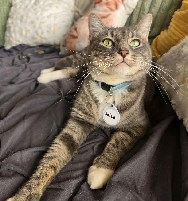 An adult large-sized female Domestic Short Hair cat named Salsa for adoption in Tucson, AZ