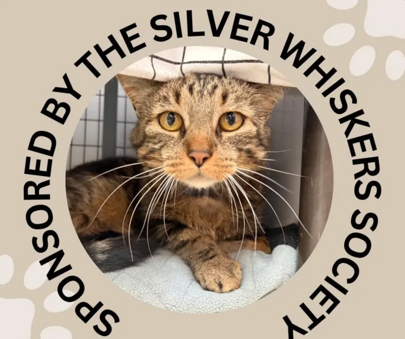 An adult medium-sized male Domestic Short Hair cat named Baby Bones for adoption in Santa Cruz, CA