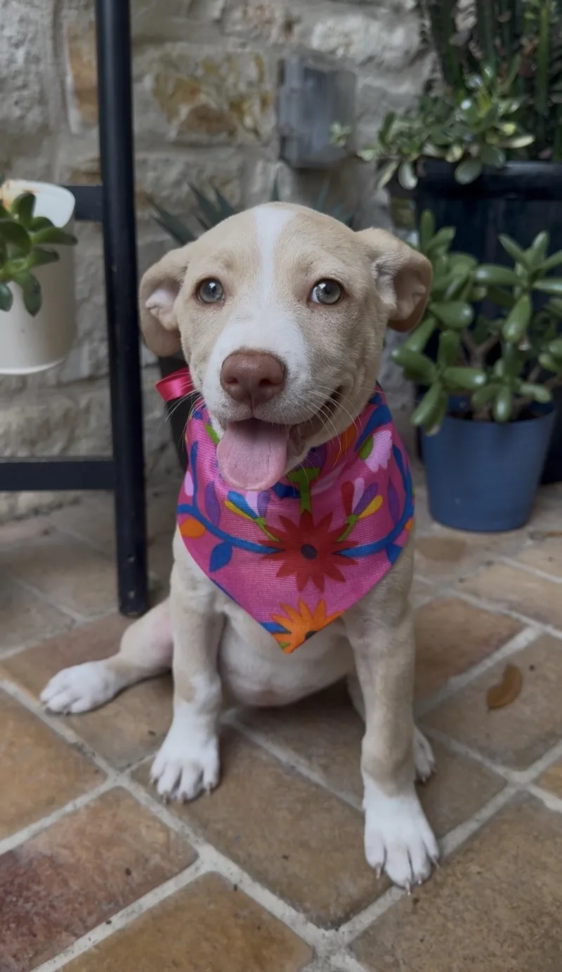 A baby medium-sized female Apricot / Beige Labrador Retriever dog named Nikita for adoption in San Antonio, TX