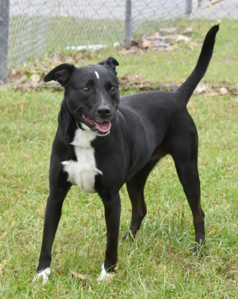 An adult medium-sized female Mixed Breed dog named Smudge for adoption in Kingsland, GA