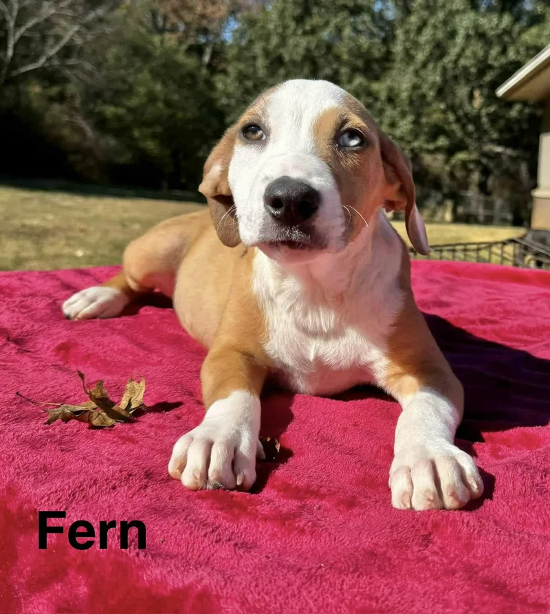 A baby medium-sized female Boxer dog named Fern for adoption in Manchester, CT