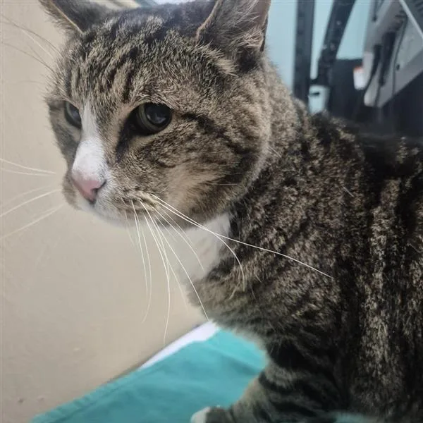 A senior large-sized male Brown / Chocolate Domestic Short Hair cat named Jack for adoption in Tacoma, WA