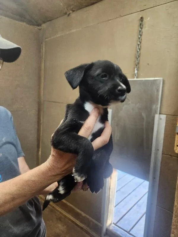 A baby small-sized female Australian Shepherd dog named Helena for adoption in Windsor, CO