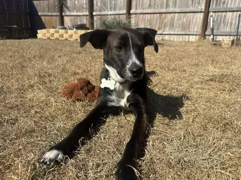 A baby medium-sized male Black Labrador Retriever dog named Cowboy for adoption in Vernon, CT