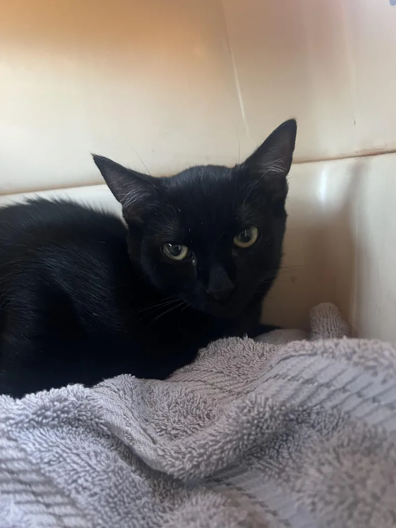 A baby small-sized female Domestic Short Hair cat named Raven for adoption in South Pasadena, CA