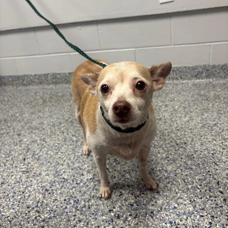 A senior small-sized female Chihuahua dog named Molly for adoption in Greenville, SC