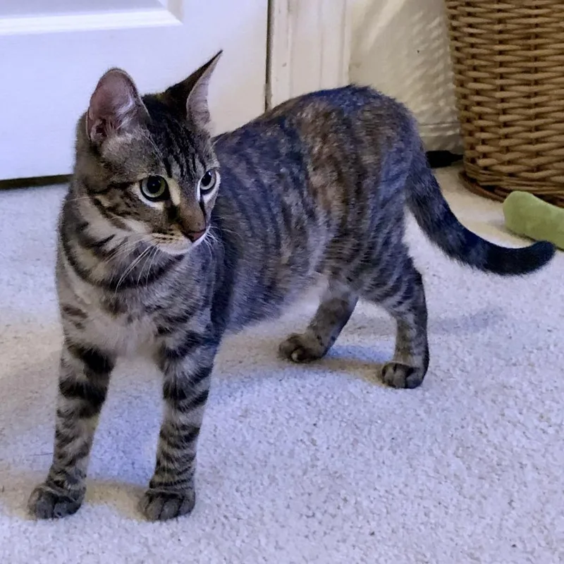 A young medium-sized female Gray / Blue / Silver Domestic Short Hair cat named Prickly Pear for adoption in Austin, TX