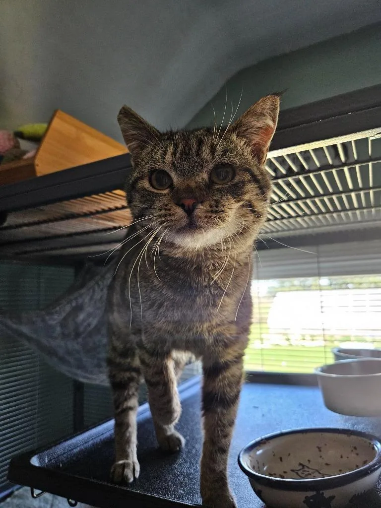 A young medium-sized male Domestic Short Hair cat named Rachel's Ginger Beer for adoption in Shoreline, WA