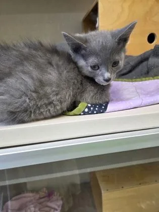 A baby small-sized female Domestic Short Hair cat named Rogue for adoption in Bellevue, WA
