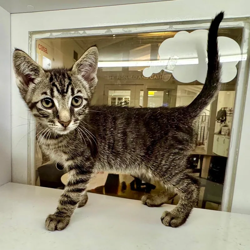 A baby small-sized male Domestic Short Hair cat named Waddle Dee for adoption in Los Angeles, CA