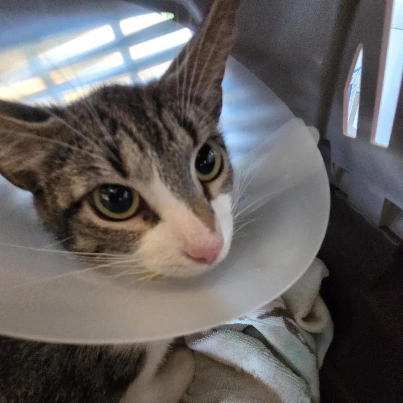 A young medium-sized female Domestic Short Hair cat named Betty Sue for adoption in Leander, TX