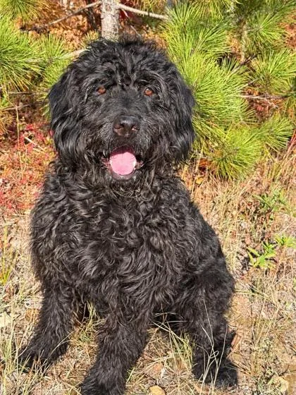 A senior large-sized male Labrador Retriever dog named Anderson James for adoption in Gwinn, MI