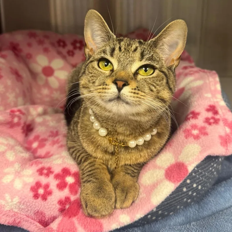A young medium-sized female Brown / Chocolate Domestic Short Hair cat named Pretty for adoption in Easton, PA