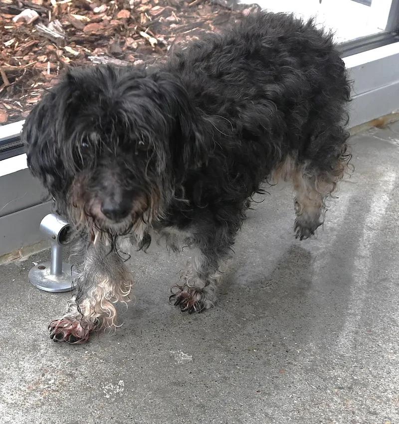 A senior small-sized female Black Shih poo dog named 22763 for adoption in Broken Arrow, OK