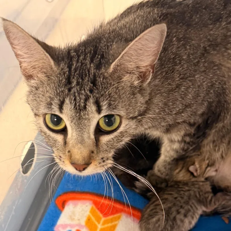 An adult medium-sized female Brown / Chocolate Domestic Short Hair cat named Operetta for adoption in Evansville, IN