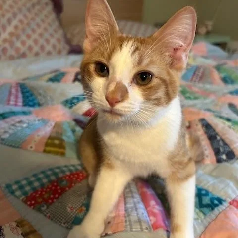 A young medium-sized female Orange & White Domestic Short Hair cat named Cheddar for adoption in Chambersburg, PA
