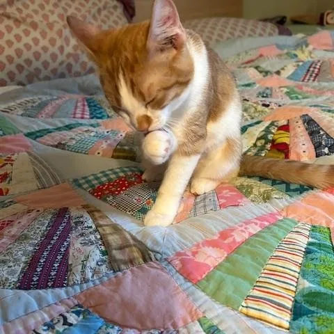 Cheddar thumbnail 5