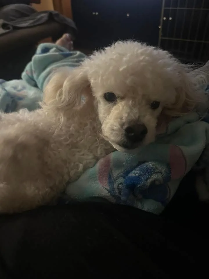 An adult small-sized male Poodle dog named Pierre for adoption in Bristol, WI