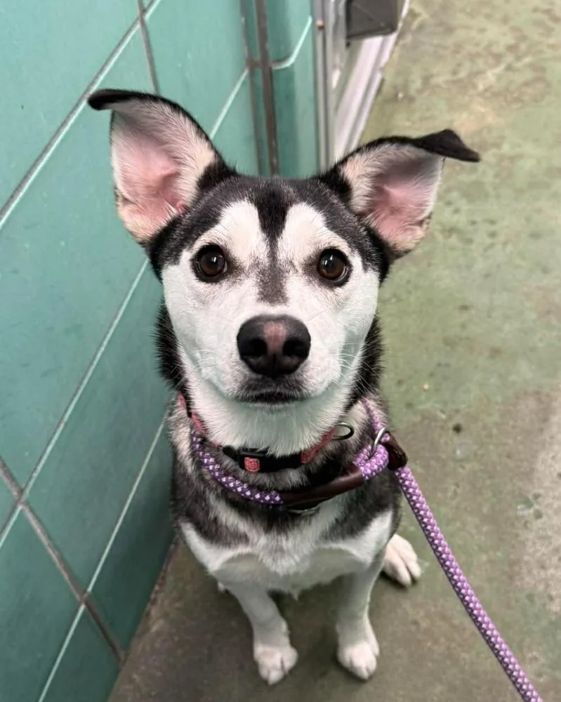 An adult medium-sized female Tricolor (Brown, Black, & White) Husky dog named Sora for adoption in Sedalia, CO