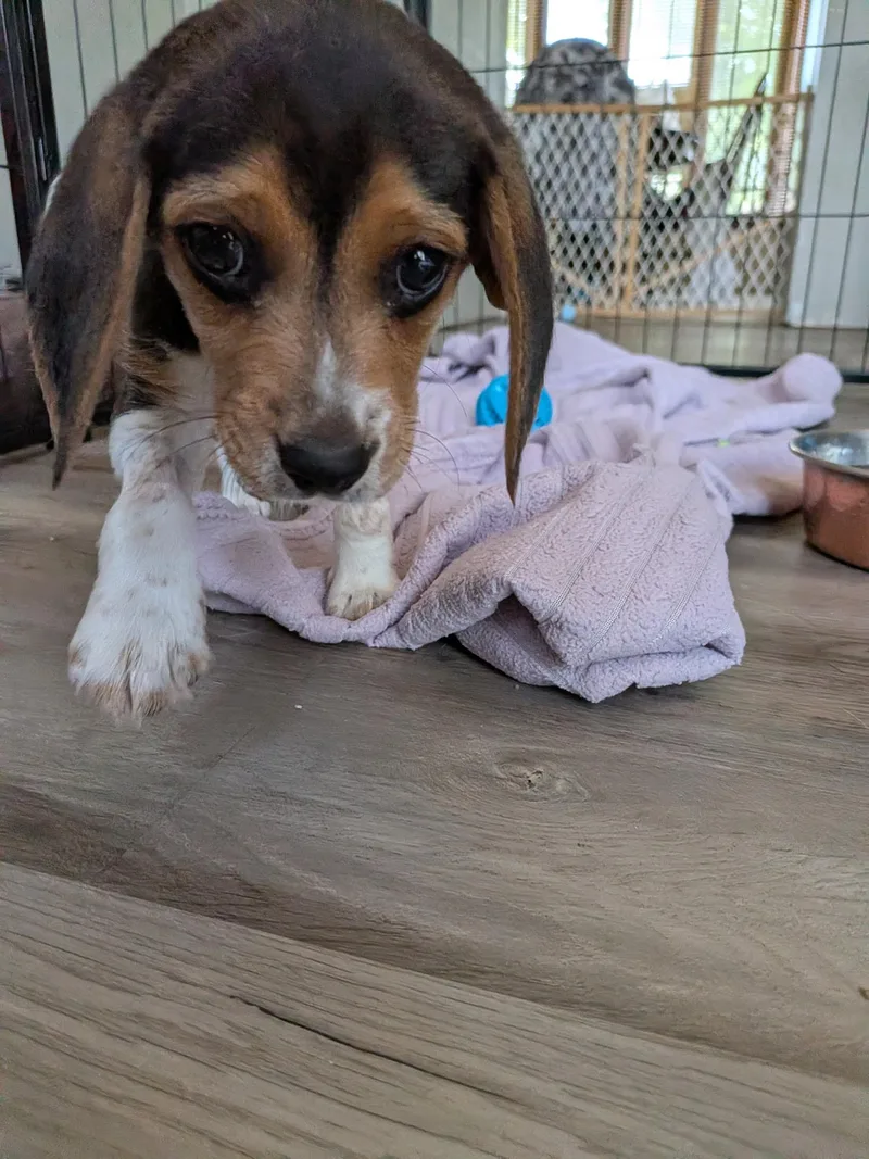A baby medium-sized male Tricolor (Brown, Black, & White) Beagle dog named Todd for adoption in Union Grove, WI