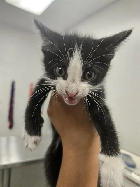 A baby small-sized male Domestic Short Hair cat named Judas for adoption in Corpus Christi, TX