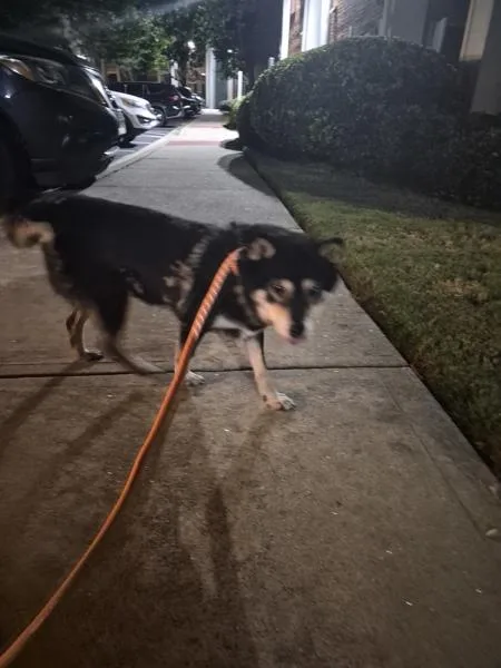 A senior small-sized unknown Shiba Inu dog named Pen for adoption in Lawrenceville, GA
