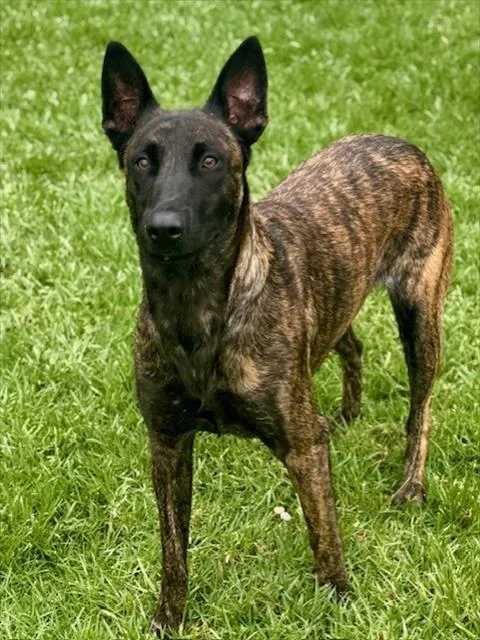 An adult large-sized female Dutch Shepherd dog named Deja for adoption in Riverside, CA