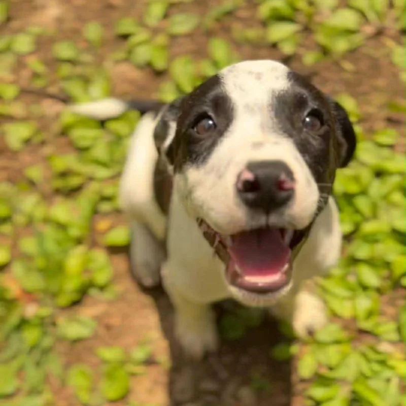 A baby small-sized male Black Mixed Breed dog named Spritz for adoption in Mentor, OH