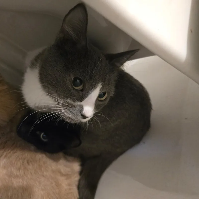 A young small-sized female Gray / Blue / Silver Domestic Short Hair cat named Asa for adoption in Klamath Falls, OR