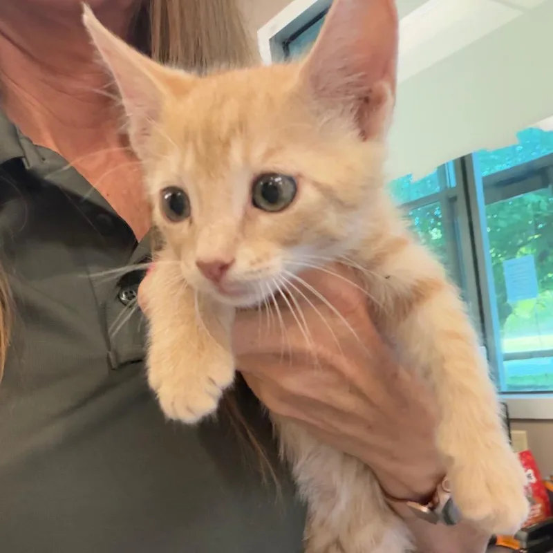 A baby small-sized male Buff / Tan / Fawn Domestic Short Hair cat named Banana Split for adoption in Norman, OK