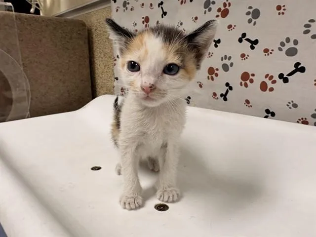 A baby small-sized female Domestic Short Hair cat named Rose for adoption in Riverside, CA