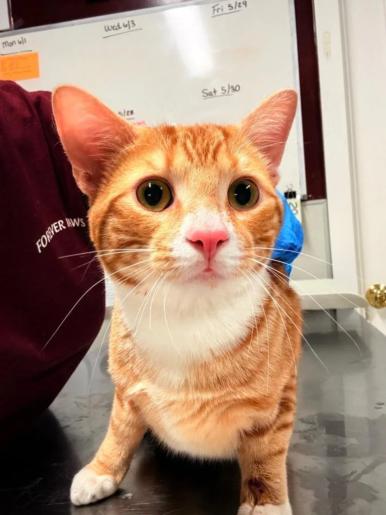 A young medium-sized male Domestic Short Hair cat named Twinkie for adoption in Fall River, MA