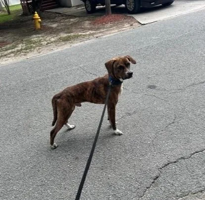 A young medium-sized male Boxer dog named Milo for adoption in Savannah, GA