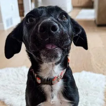 A baby medium-sized female Black Australian Cattle Dog / Blue Heeler dog named Cammie D for adoption in Minnetonka, MN