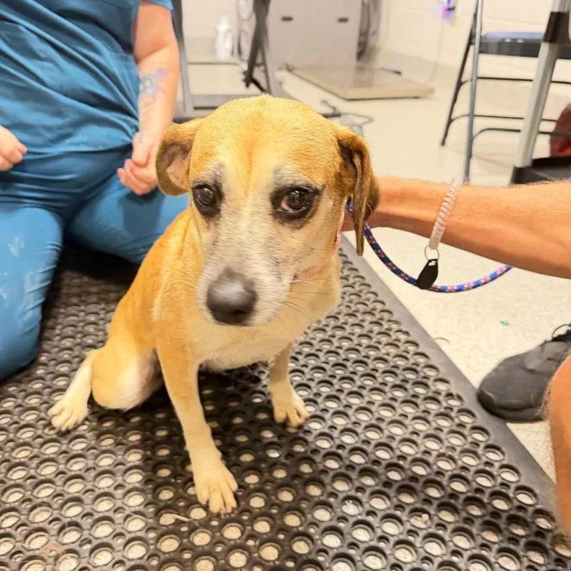 An adult medium-sized female Mixed Breed dog named Noha for adoption in Englewood, FL