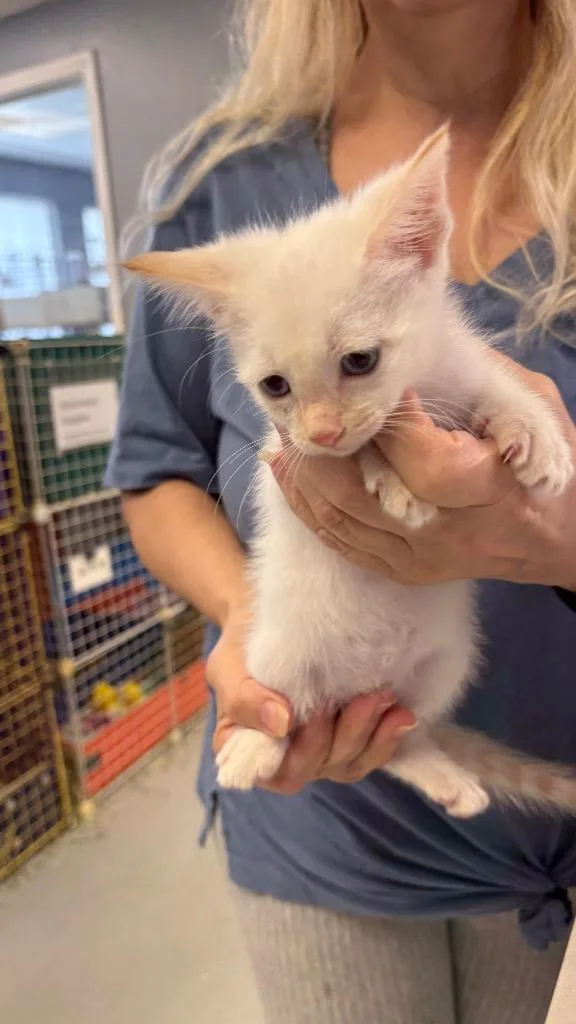 A baby small-sized female Siamese cat named Jasmine for adoption in Lewisville, TX