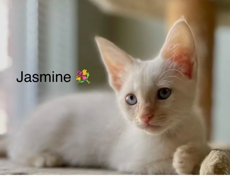 Jasmine thumbnail 2